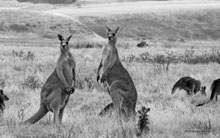 Kangaroo - Australie